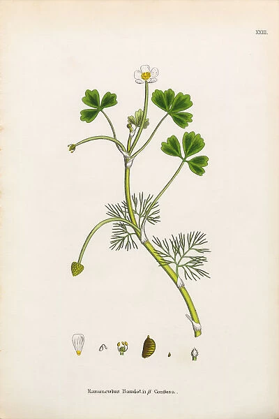 Crowfoot, Ranunculus Baudotii confusa, Victorian Botanical Illustration, 1863