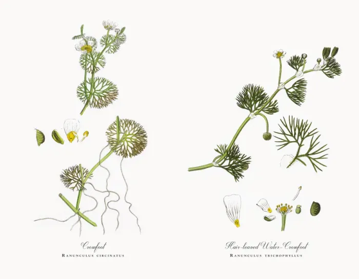 Framed Print : Crowfoot, Ranunculus circinatus, Victorian Botanical Illustration, 1863 Framed Print : Crowfoot, Ranunculus circinatus, Victorian Botanical Illustration, 1863