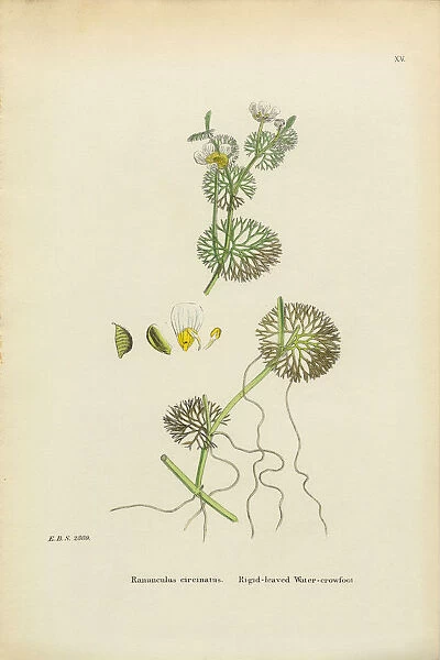 Crowfoot, Ranunculus circinatus, Victorian Botanical Illustration, 1863