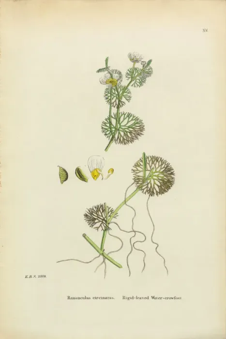 Framed Print : Crowfoot, Ranunculus circinatus, Victorian Botanical Illustration, 1863 Framed Print : Crowfoot, Ranunculus circinatus, Victorian Botanical Illustration, 1863