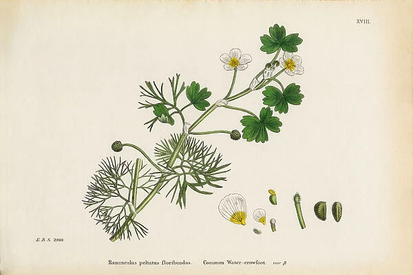 Crowfoot, Ranunculus floribundus, Victorian Botanical Illustration, 1863