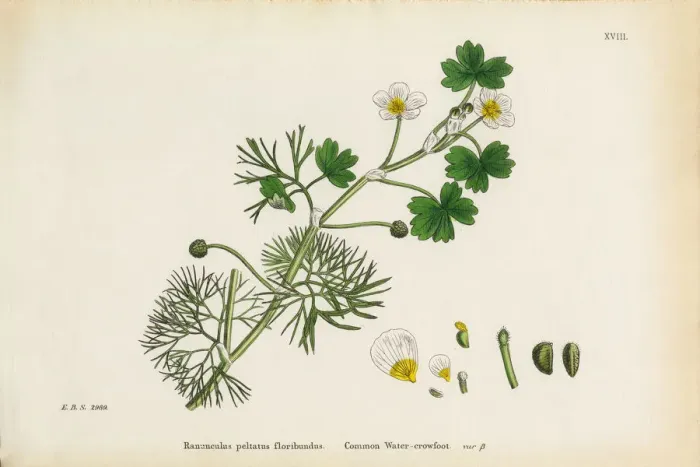 Framed Print : Crowfoot, Ranunculus floribundus, Victorian Botanical Illustration, 1863 Framed Print : Crowfoot, Ranunculus floribundus, Victorian Botanical Illustration, 1863
