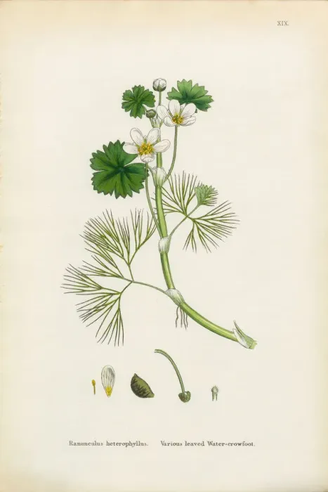 Framed Print : Crowfoot, Ranunculus heterophyllus, Victorian Botanical Illustration, 1863 Framed Print : Crowfoot, Ranunculus heterophyllus, Victorian Botanical Illustration, 1863
