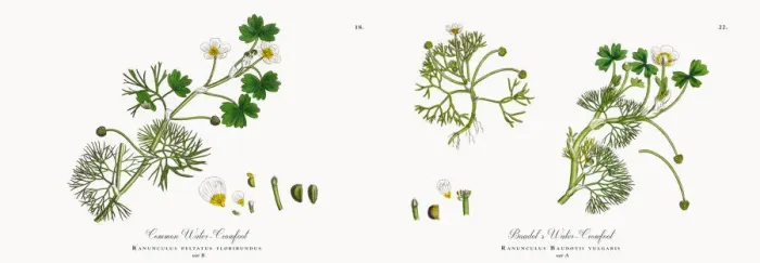 Framed Print : Crowfoot, Ranunculus peltatus floribundus, Victorian Botanical Illustration, 1863 Framed Print : Crowfoot, Ranunculus peltatus floribundus, Victorian Botanical Illustration, 1863