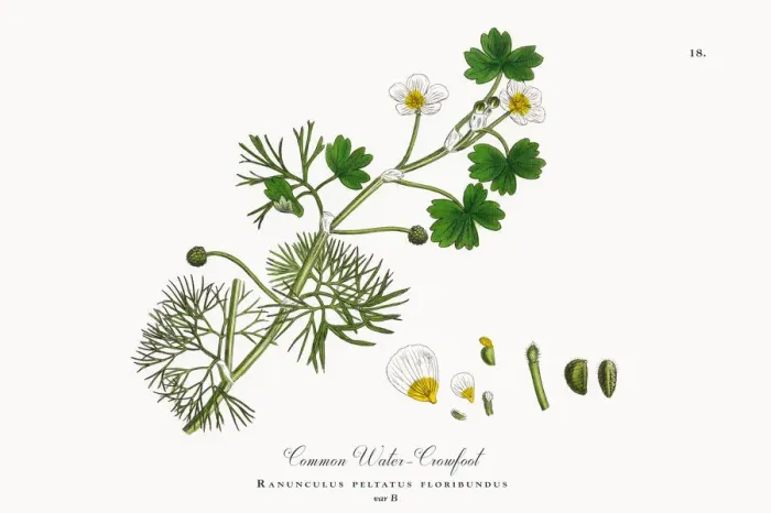 Framed Print : Crowfoot, Ranunculus peltatus floribundus, Victorian Botanical Illustration, 1863 Framed Print : Crowfoot, Ranunculus peltatus floribundus, Victorian Botanical Illustration, 1863