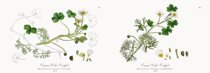 Framed Print : Crowfoot, Ranunculus peltatus vulgaris, Victorian Botanical Illustration, 1863 Framed Print : Crowfoot, Ranunculus peltatus vulgaris, Victorian Botanical Illustration, 1863