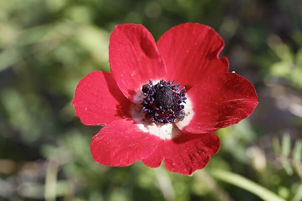 Crown Anemone, Poppy Anemone or Spanish Marigold -Anemone coronaria-, Cesme Peninsula, Izmir Province, Aegean Region, Turkey