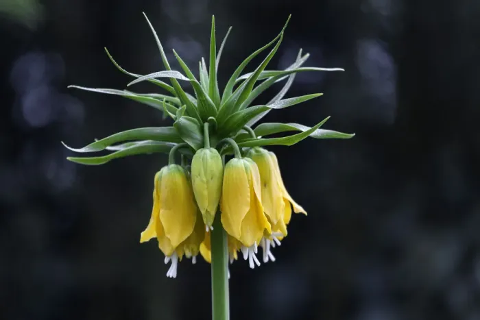 Framed Print : Crown Imperial -Fritillaria imperialis-, yellow flowers, Mainau, Baden-Wurttemberg, Germany Framed Print : Crown Imperial -Fritillaria imperialis-, yellow flowers, Mainau, Baden-Wurttemberg, Germany