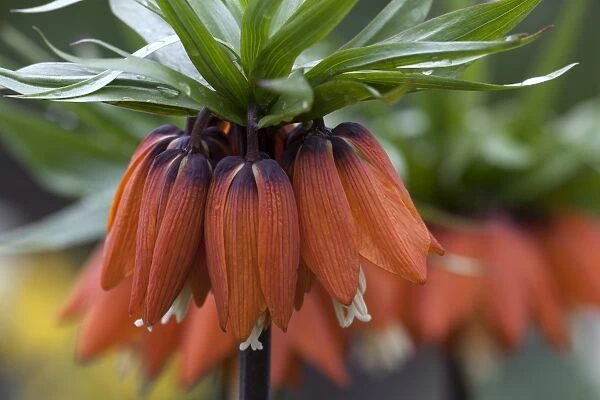 Crown Imperial -Fritillaria imperialis-, red flowers, Mainau, Baden-Wurttemberg, Germany