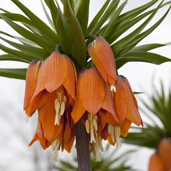 Crown Imperial Fritillary, Crown Imperial or Kaisers Crown -Fritillaria imperialis-, Ruhr district, Dortmund, North Rhine-Westphalia, Germany