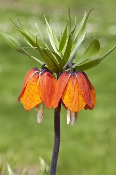 Crown Imperial Fritillary, Crown Imperial or Kaisers Crown -Fritillaria imperialis- Orange Brilliant
