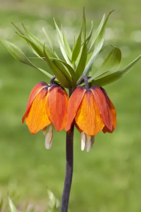 Framed Print : Crown Imperial Fritillary, Crown Imperial or Kaisers Crown -Fritillaria imperialis- Orange Brilliant
