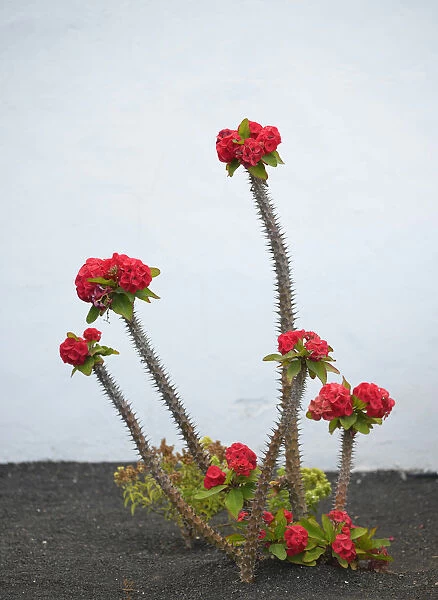 Crown of Thorns -Euphorbia milii-, Spain