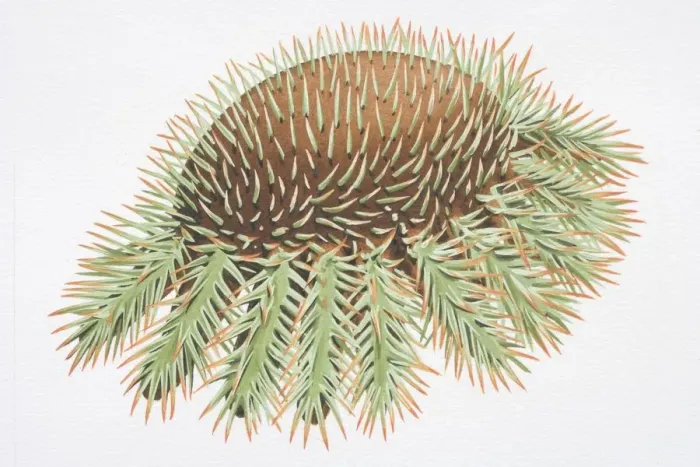 Framed Print : Crown of Thorns Starfish (Acanthaster planci)