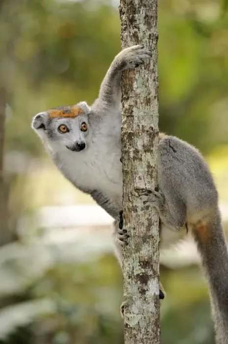 Framed Print : Crowned Lemur (Eulemur coronatus), female hanging from a branch, Madagascar, Africa Framed Print : Crowned Lemur (Eulemur coronatus), female hanging from a branch, Madagascar, Africa