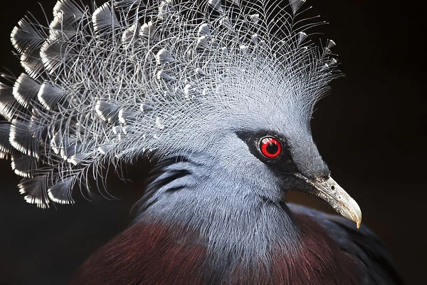 Crowned Pigeon (Goura cristata) Portrait