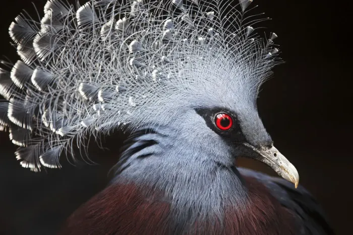 Framed Print : Crowned Pigeon (Goura cristata) Portrait Framed Print : Crowned Pigeon (Goura cristata) Portrait