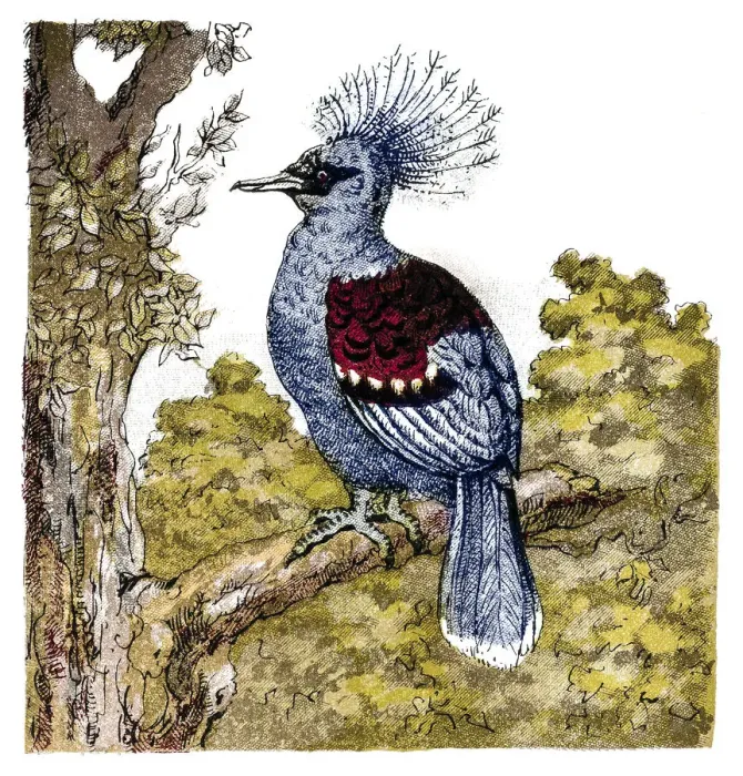 Framed Print : The crowned pigeons (Goura) Framed Print : The crowned pigeons (Goura)