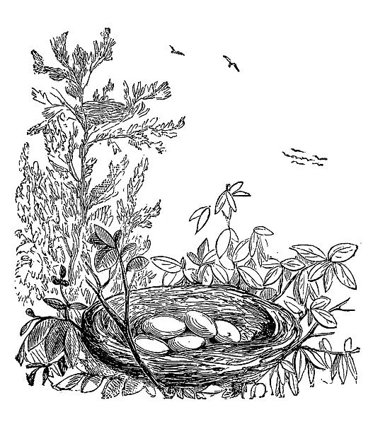 Crows, ravens, rooks or jackdaws nest with eggs