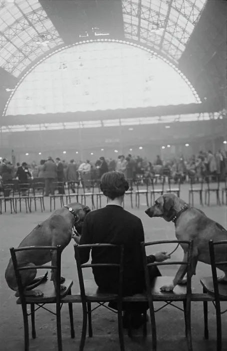 Framed Print : Crufts Contenders Framed Print : Crufts Contenders