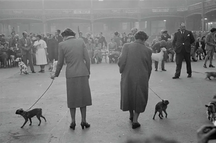 Framed Print : Crufts Dog Show Framed Print : Crufts Dog Show