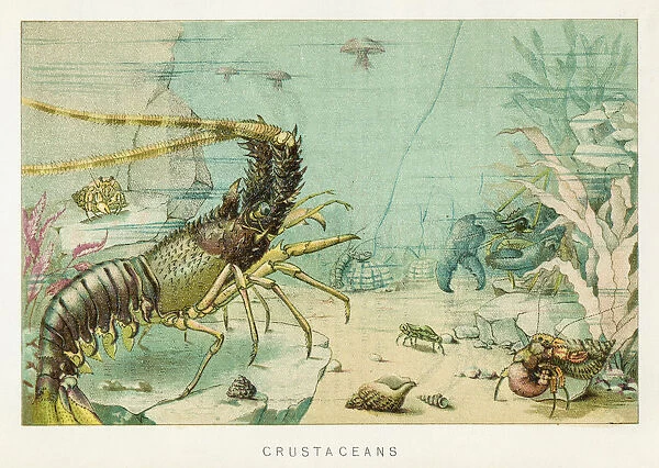 Crustacean chromolithograph 1896