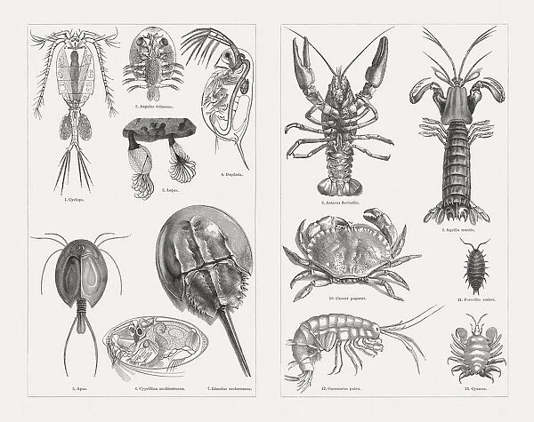 Crustaceans (Crustacea), wood engravings, published in 1897