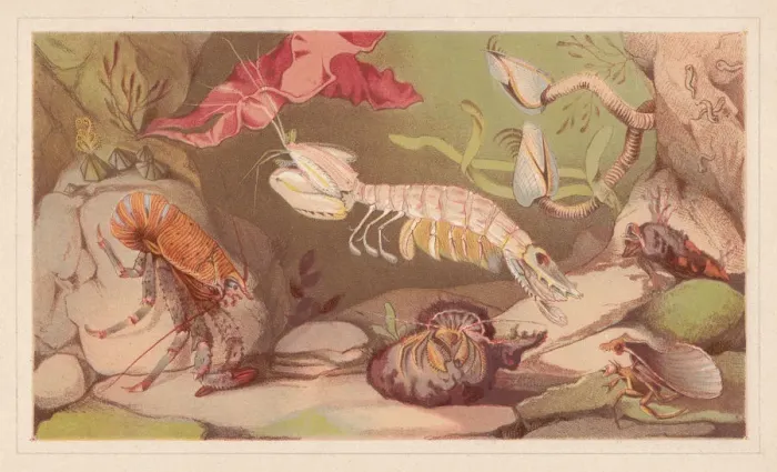 Framed Print : Crustaceans, lithograph, published in 1868