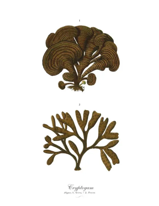 Framed Print : Cryptogam, Algae, Lichens, Mosses, Ferns, Victorian Botanical Illustration Framed Print : Cryptogam, Algae, Lichens, Mosses, Ferns, Victorian Botanical Illustration