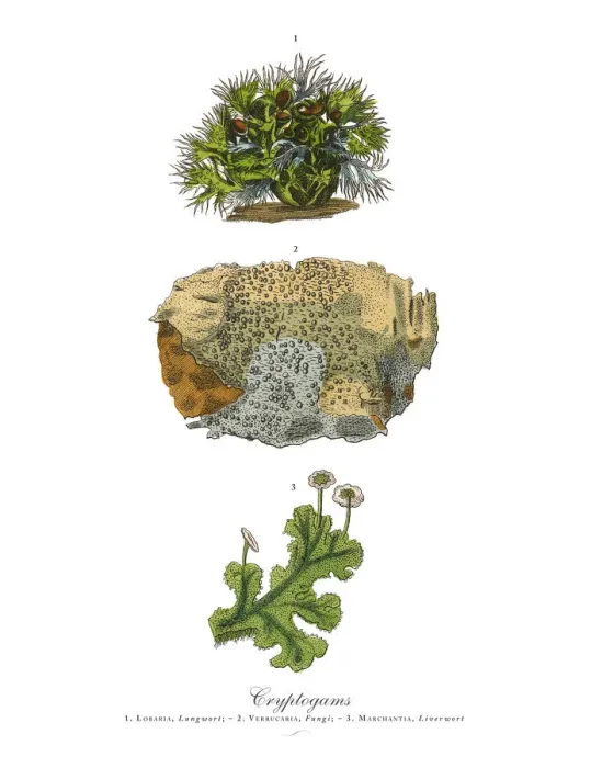 Framed Print : Cryptogam, Algae, Lichens, Mosses, Ferns, Victorian Botanical Illustration