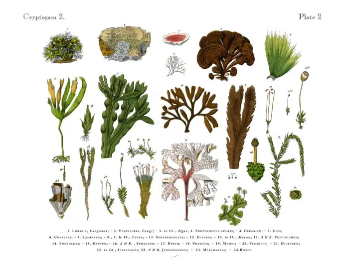 Framed Print : Cryptogam, Algae, Lichens, Mosses, Ferns, Victorian Botanical Illustration Framed Print : Cryptogam, Algae, Lichens, Mosses, Ferns, Victorian Botanical Illustration