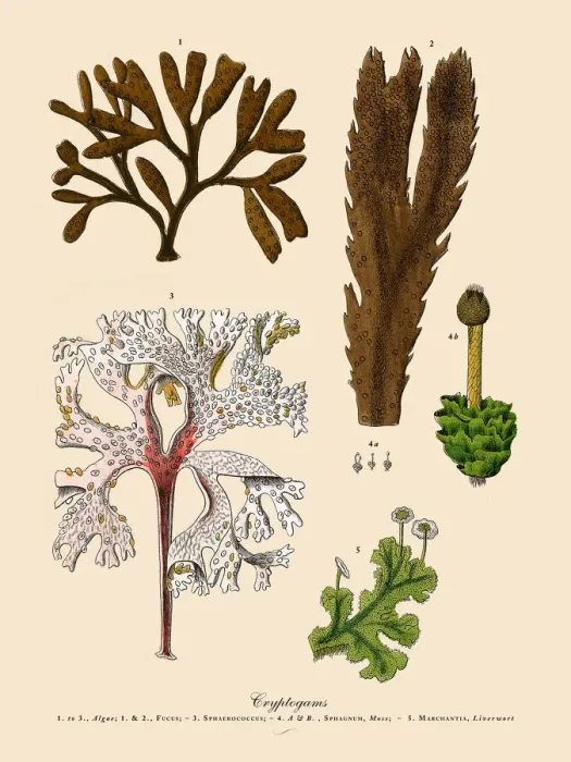 Framed Print : Cryptogam, Algae, Lichens, Mosses, Ferns, Victorian Botanical Illustration Framed Print : Cryptogam, Algae, Lichens, Mosses, Ferns, Victorian Botanical Illustration