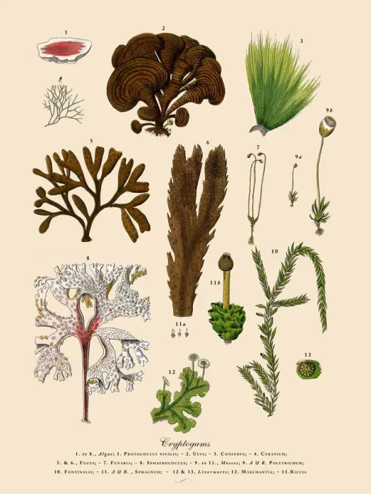 Framed Print : Cryptogam, Algae, Lichens, Mosses, Ferns, Victorian Botanical Illustration Framed Print : Cryptogam, Algae, Lichens, Mosses, Ferns, Victorian Botanical Illustration