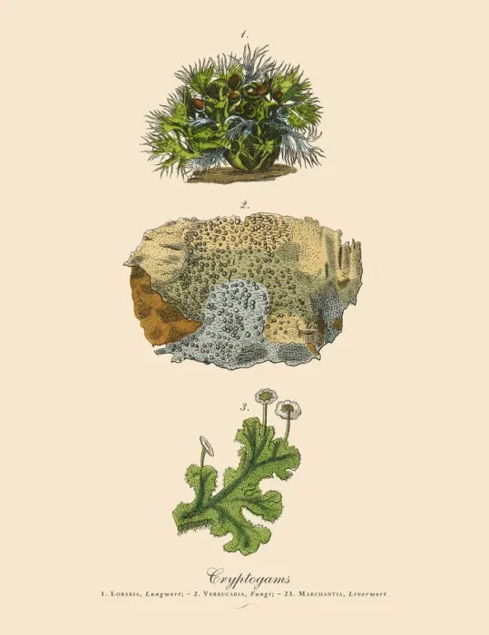 Framed Print : Cryptogam, Algae, Lichens, Mosses, Ferns, Victorian Botanical Illustration Framed Print : Cryptogam, Algae, Lichens, Mosses, Ferns, Victorian Botanical Illustration