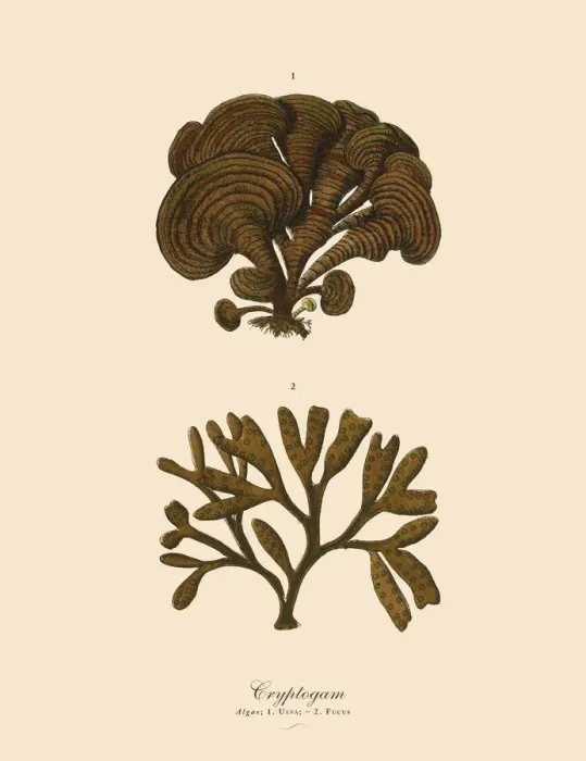 Framed Print : Cryptogam, Algae, Lichens, Mosses, Ferns, Victorian Botanical Illustration Framed Print : Cryptogam, Algae, Lichens, Mosses, Ferns, Victorian Botanical Illustration