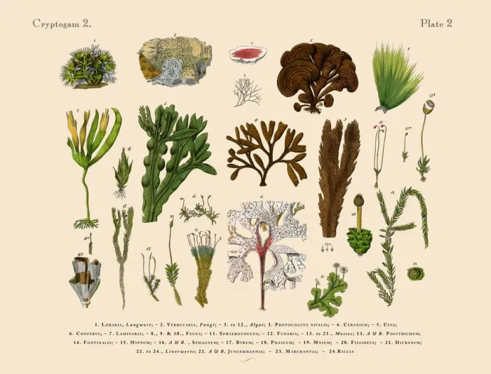 Framed Print : Cryptogam, Algae, Lichens, Mosses, Ferns, Victorian Botanical Illustration Framed Print : Cryptogam, Algae, Lichens, Mosses, Ferns, Victorian Botanical Illustration