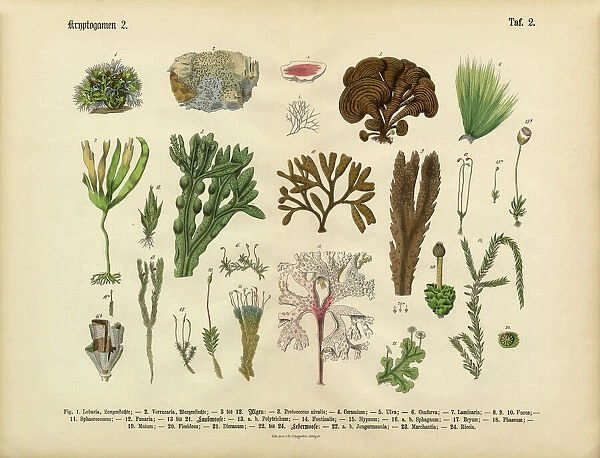 Cryptogam, Algae, Lichens, Mosses, Ferns, Victorian Botanical Illustration