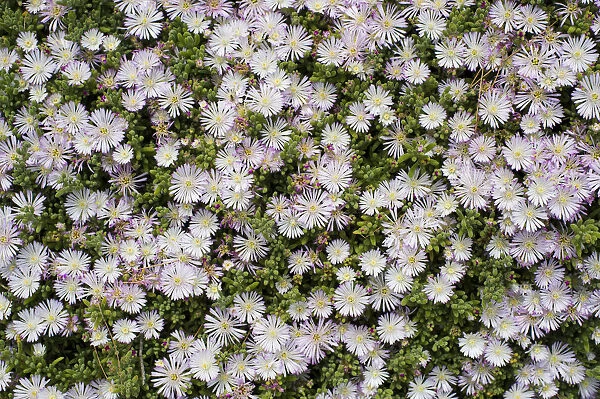 Crystalline Iceplant -Mesembryanthemum crystallinum-, Costa Brava, Spain