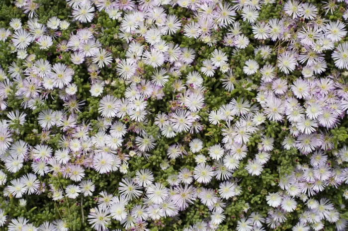 Framed Print : Crystalline Iceplant -Mesembryanthemum crystallinum-, Costa Brava, Spain Framed Print : Crystalline Iceplant -Mesembryanthemum crystallinum-, Costa Brava, Spain