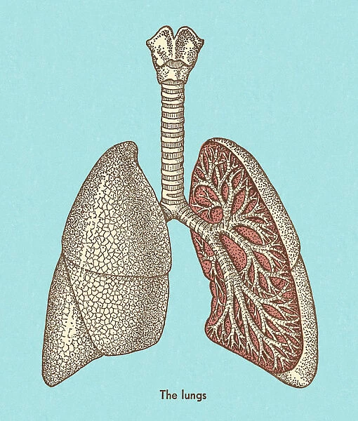 Lungs. http: /  / csaimages.com / images / istockprofile / csa_vector_dsp.jpg