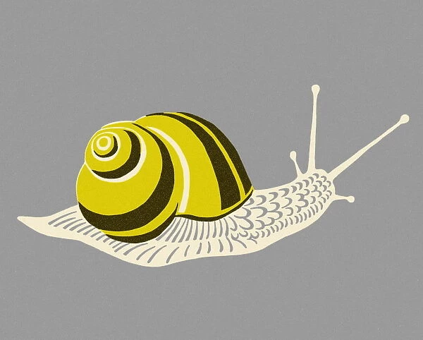 Snail. http: /  / csaimages.com / images / istockprofile / csa_vector_dsp.jpg