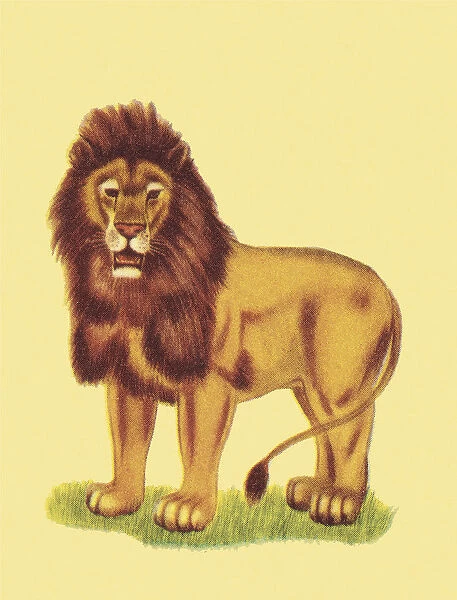 Lion. http: /  / csaimages.com / images / istockprofile / csa_vector_dsp.jpg