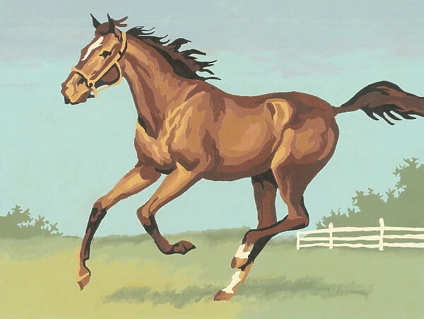 Horse. http: /  / csaimages.com / images / istockprofile / csa_vector_dsp.jpg