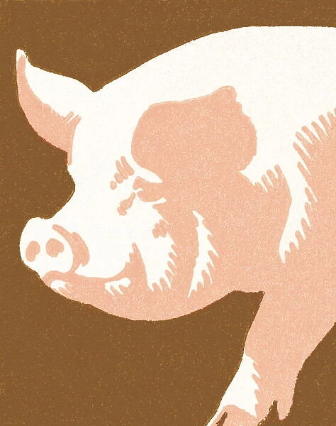 Pig. http: /  / csaimages.com / images / istockprofile / csa_vector_dsp.jpg