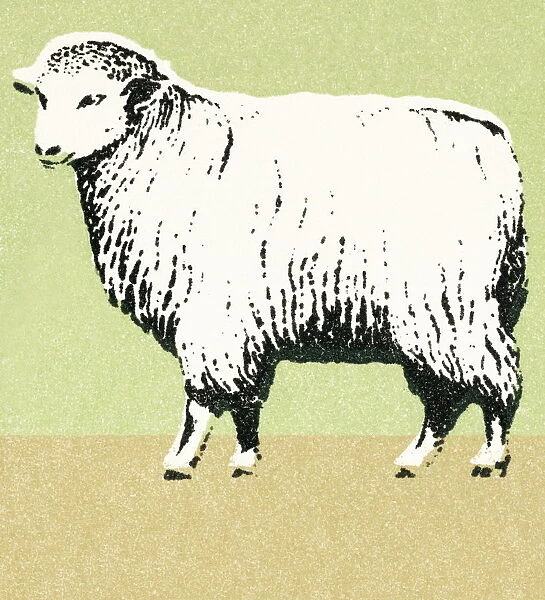 Sheep. http: /  / csaimages.com / images / istockprofile / csa_vector_dsp.jpg