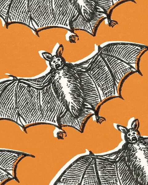 Bats. http: /  / csaimages.com / images / istockprofile / csa_vector_dsp.jpg