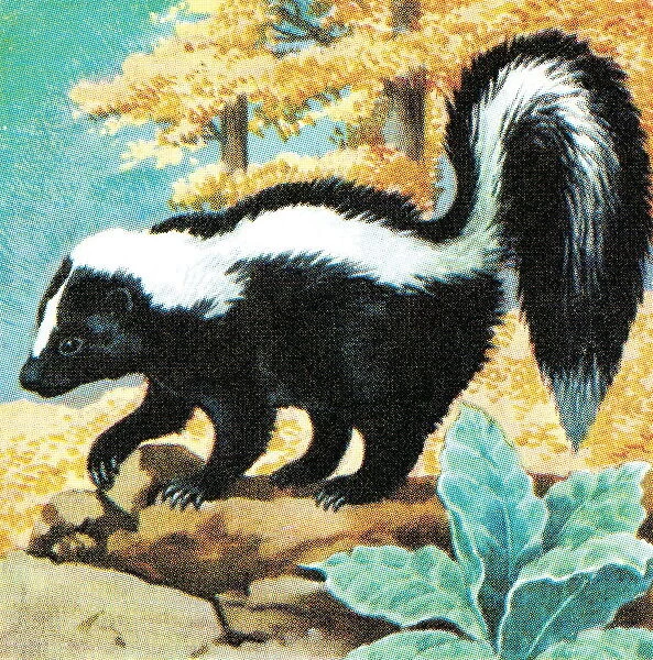 Skunk. http: /  / csaimages.com / images / istockprofile / csa_vector_dsp.jpg