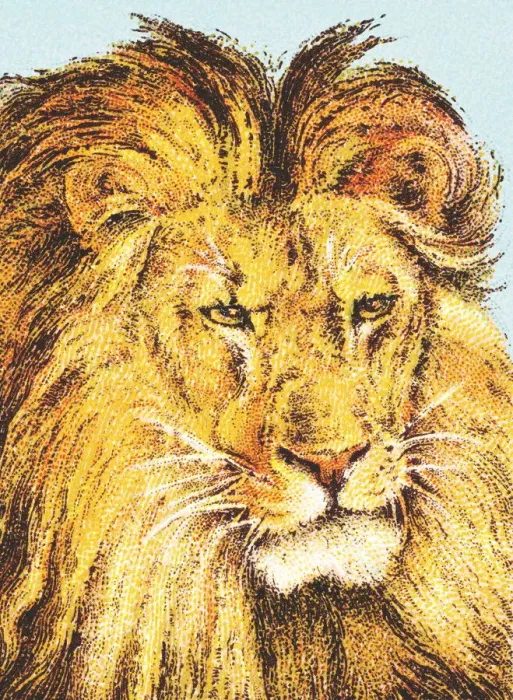 Framed Print : Lion. http: / / csaimages.com / images / istockprofile / csa_vector_dsp.jpg Framed Print : Lion. http: / / csaimages.com / images / istockprofile / csa_vector_dsp.jpg