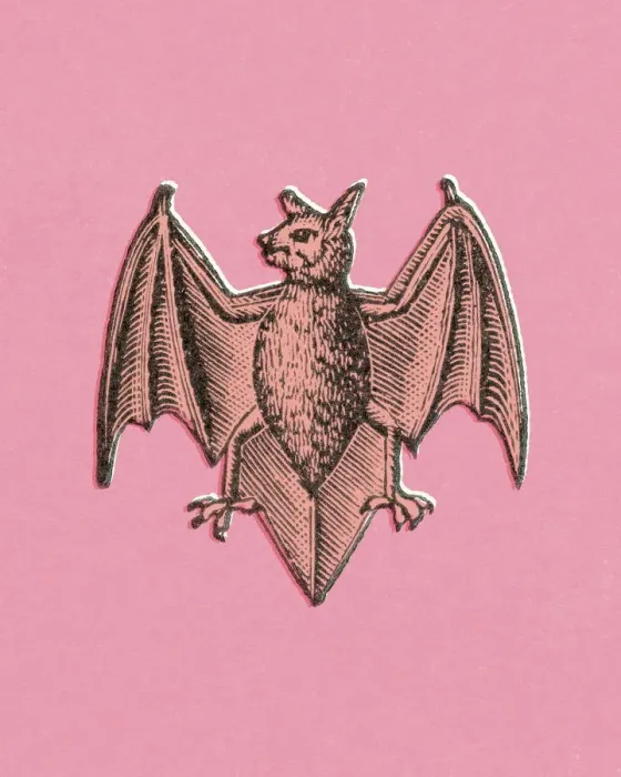 Framed Print : Bat. http: / / csaimages.com / images / istockprofile / csa_vector_dsp.jpg Framed Print : Bat. http: / / csaimages.com / images / istockprofile / csa_vector_dsp.jpg