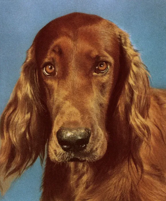 Framed Print : Dog. http: / / csaimages.com / images / istockprofile / csa_vector_dsp.jpg Framed Print : Dog. http: / / csaimages.com / images / istockprofile / csa_vector_dsp.jpg
